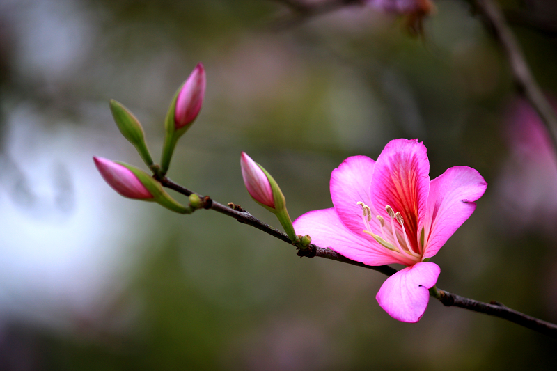 紫荆花