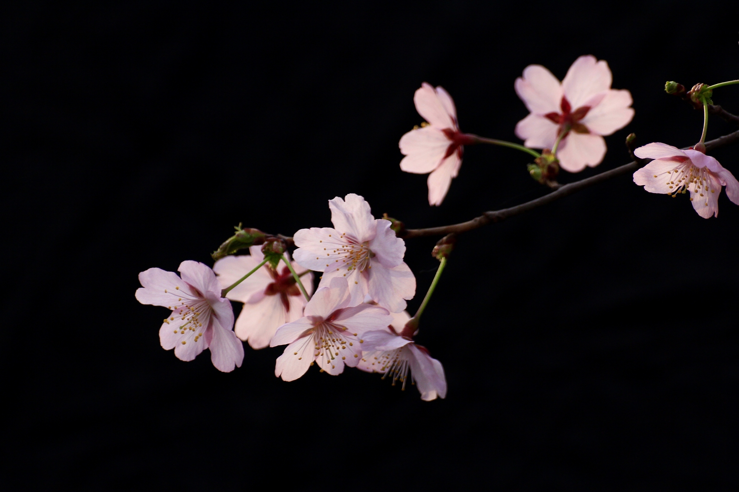 樱花节【樱花篇】