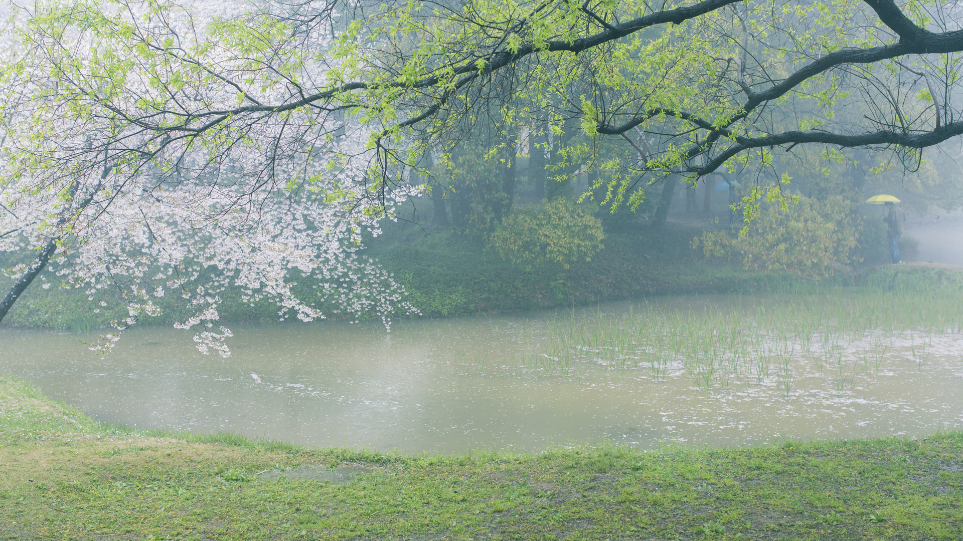 烟雨蒙蒙鼋头渚