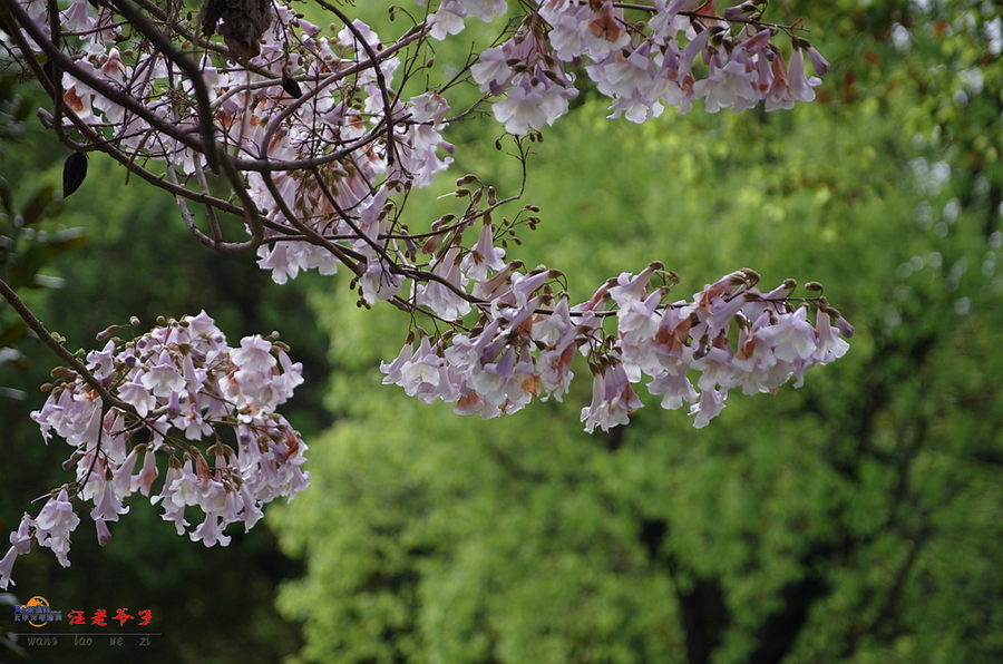 满树繁花