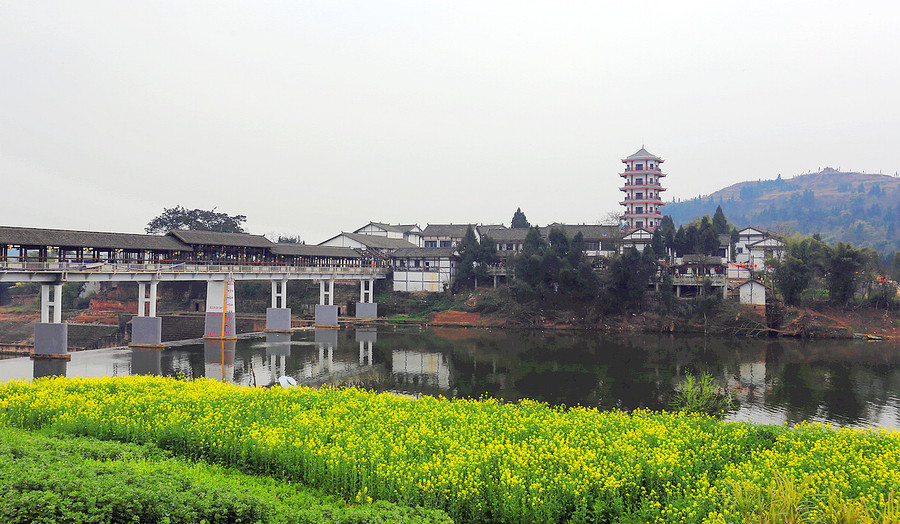 重庆潼南崇龛油菜花1