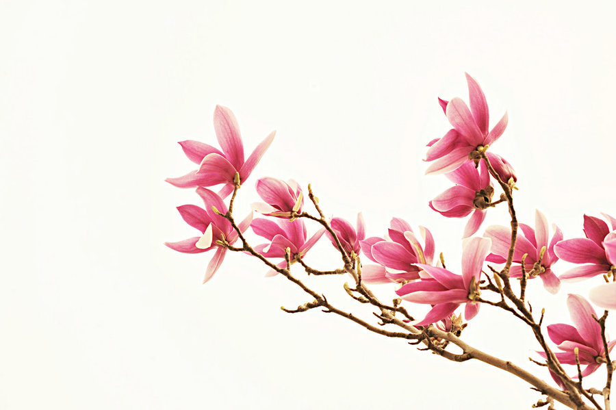 春花