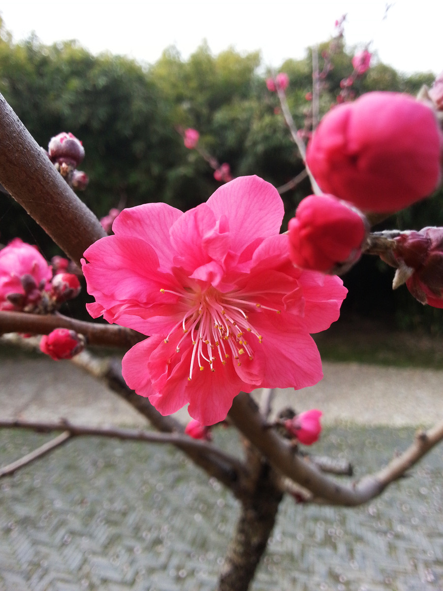 手机版桃花