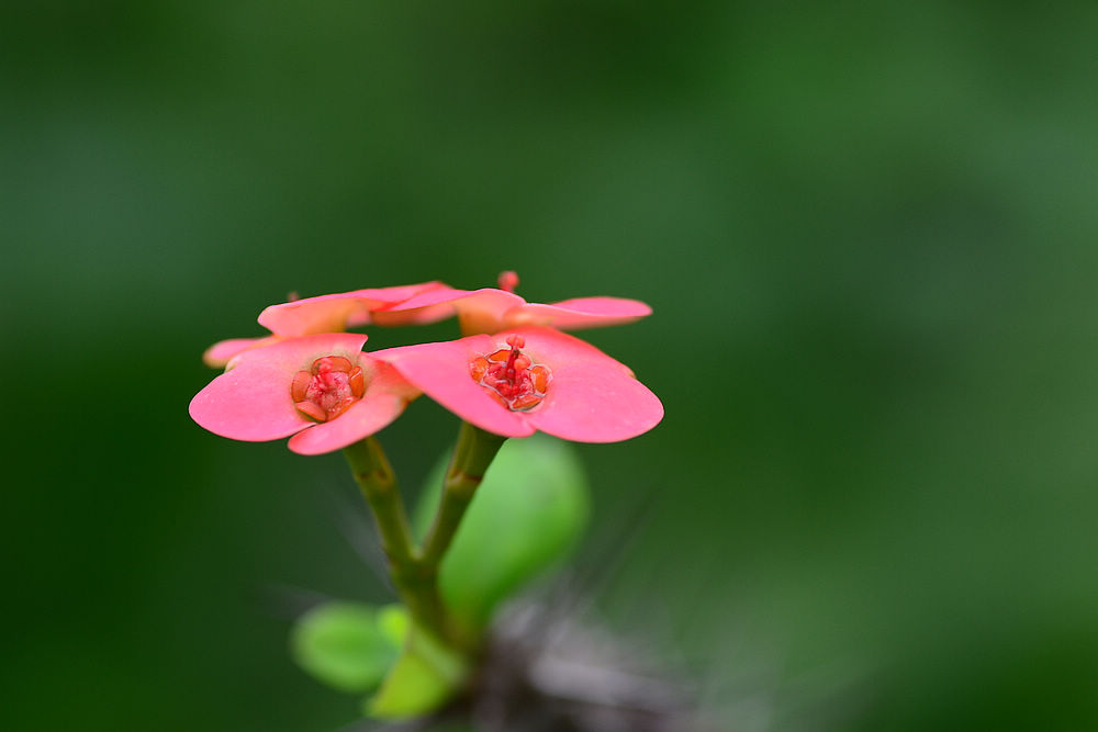 花与春芽