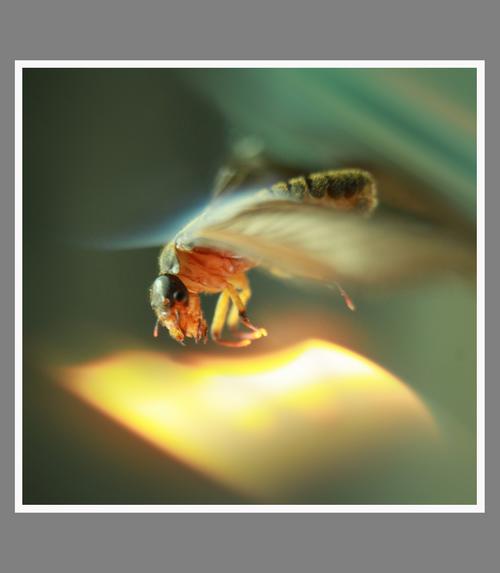 飞蚁扑火(微距)_动植物与微距论坛