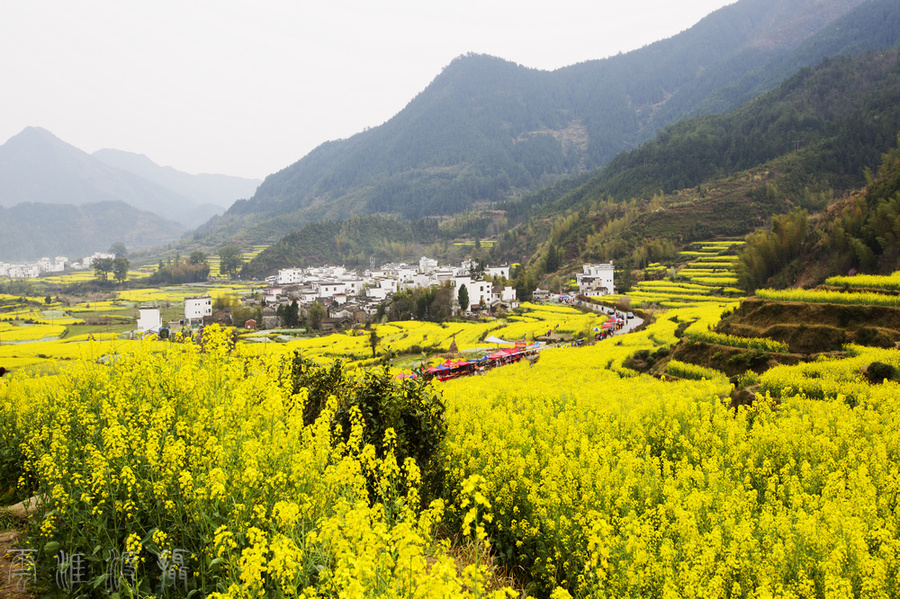 《婺源江岭油菜花景区随拍》摄影图片】风光摄影_太平洋电脑网摄影