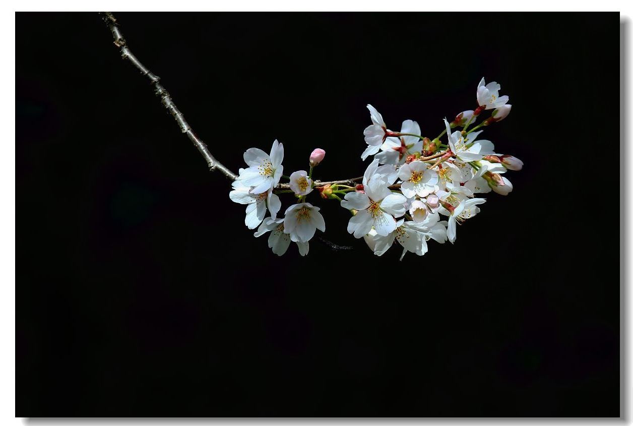 逢春绽吐溢芳香——————樱花