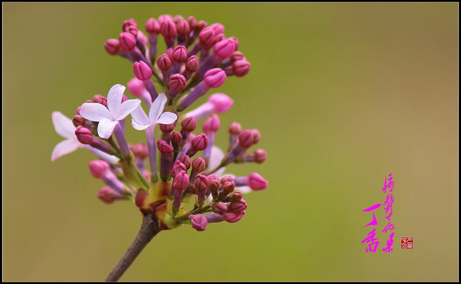 【丁香花,忧郁的花摄影图片】生态摄影_太平洋电脑网