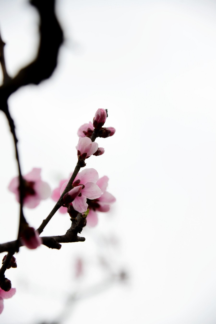 【春天到、桃花开摄影图片】风光摄影
