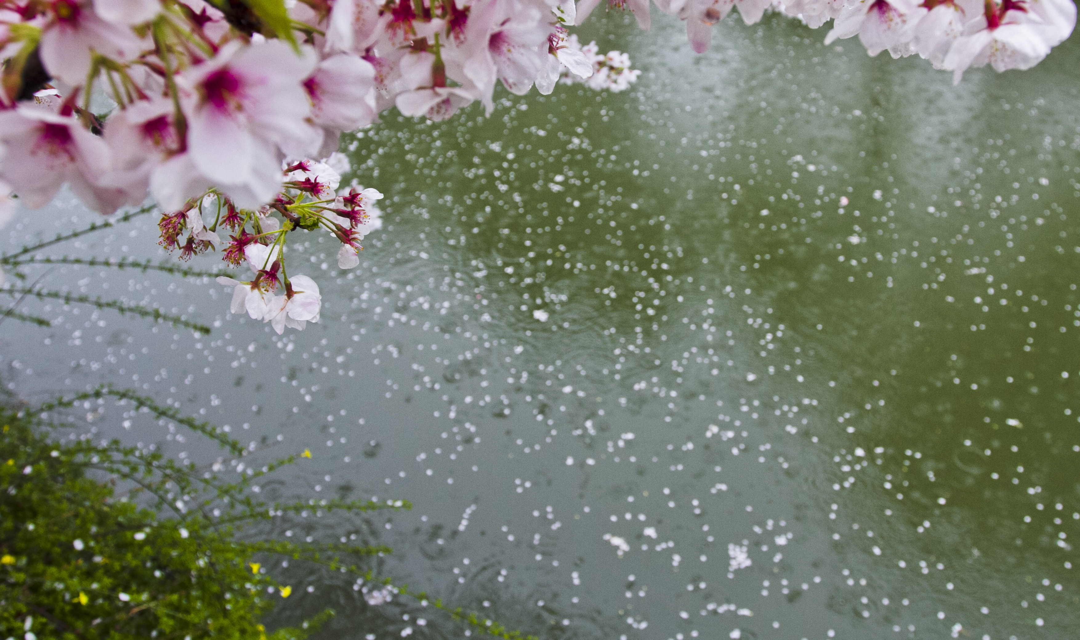 邂逅樱花雨·1