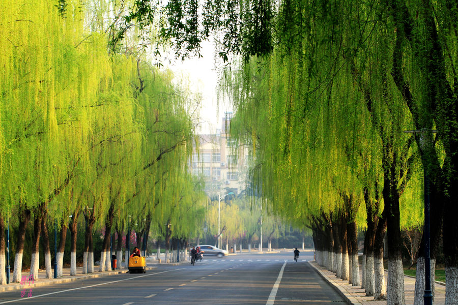 【城市垂柳风景线摄影图片】生态摄影_太平洋电脑网摄影部落