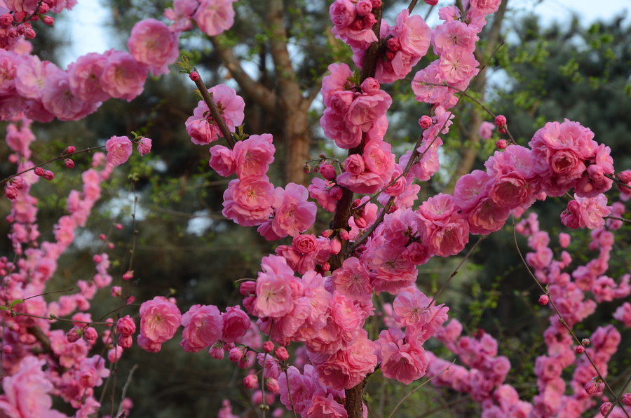 【桃花盛开的季节摄影图片】生态摄影
