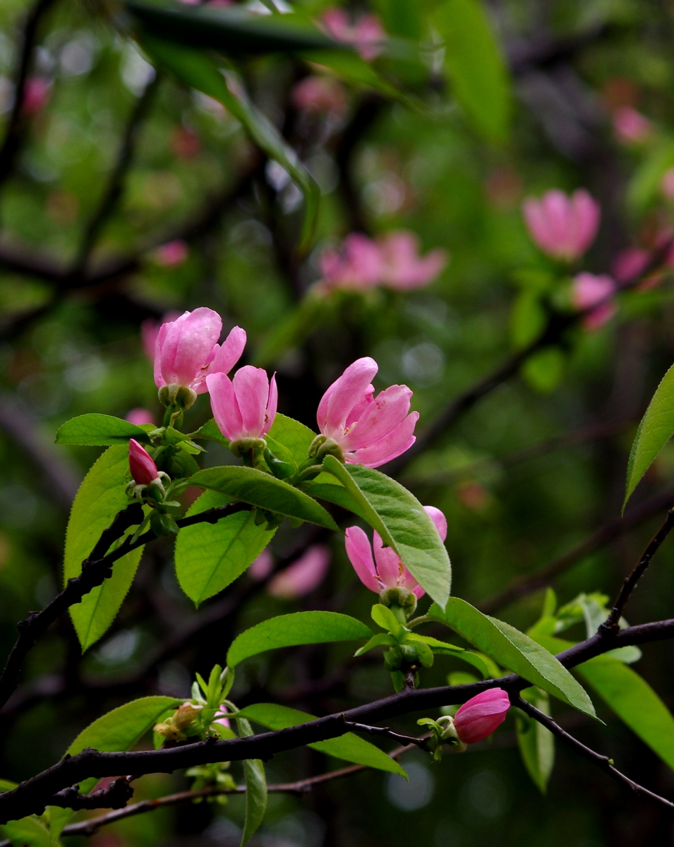 木瓜花