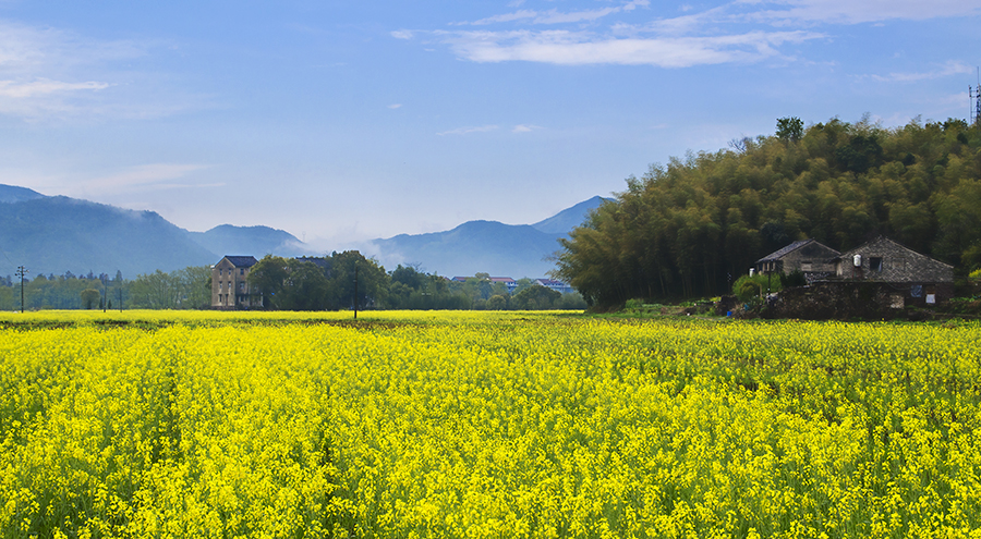 江南油菜花