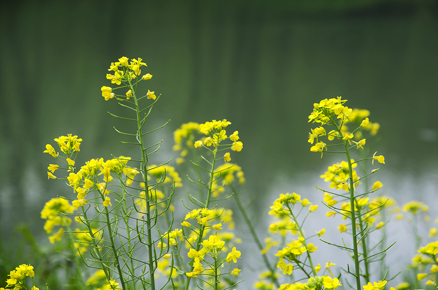 江南油菜花