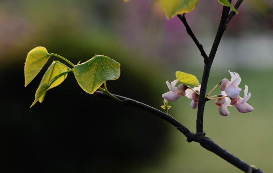 紫荆花