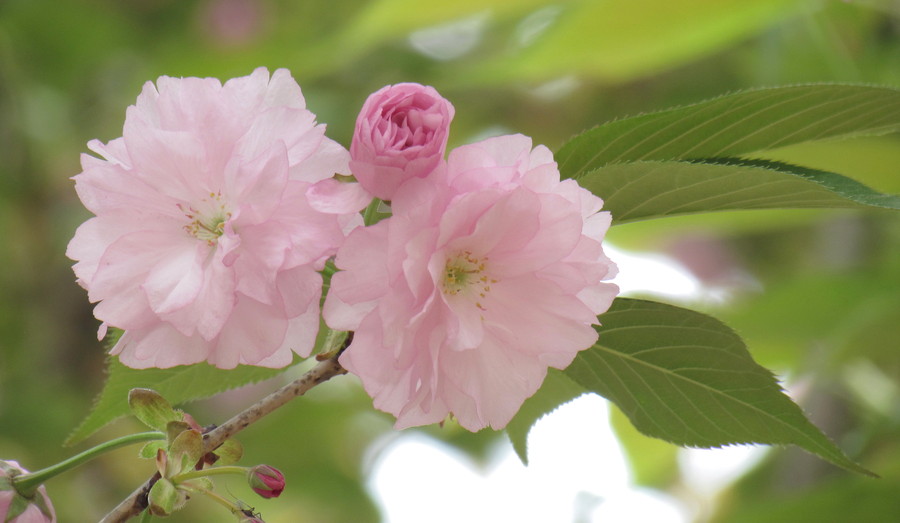 【2014的樱花摄影图片】风光旅游摄影