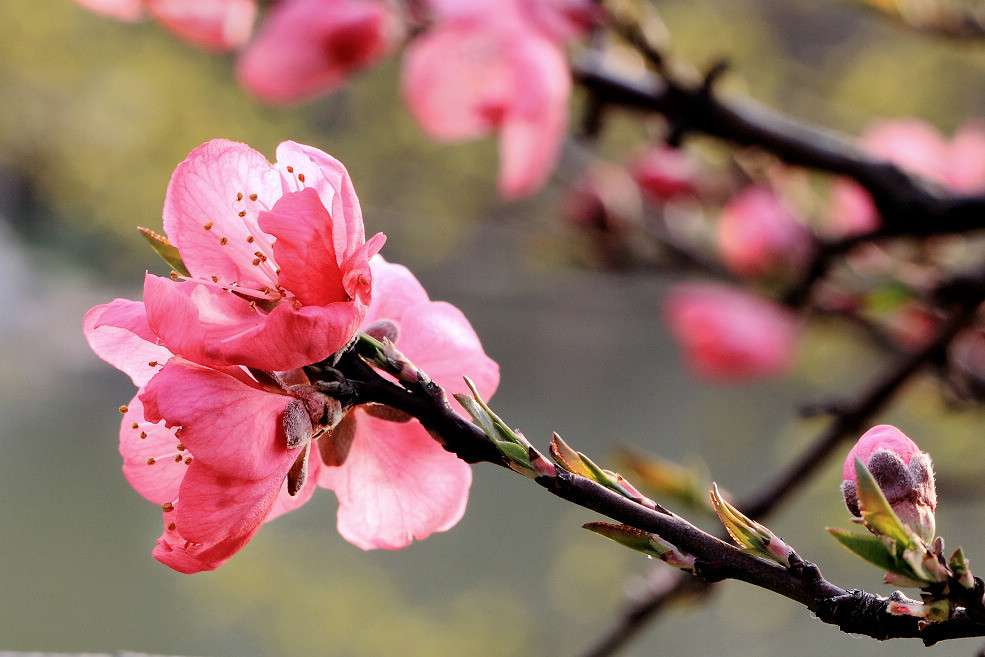 三月桃花