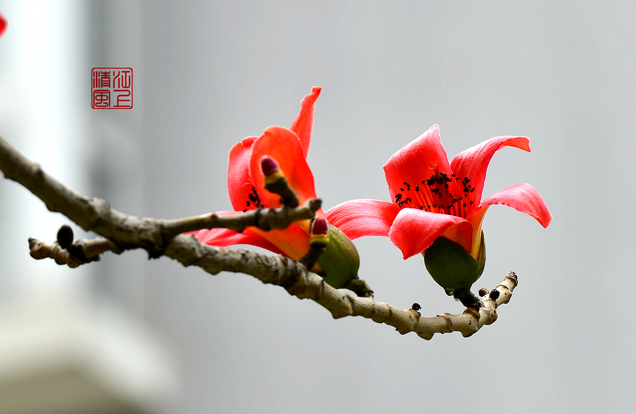 木棉花——英雄礼赞(下)
