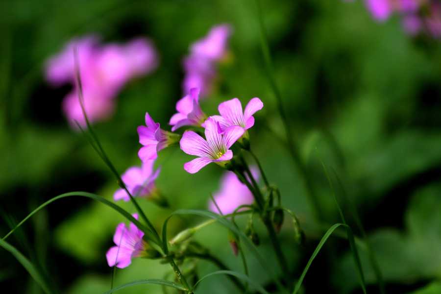 【雨后花花草草,新入手小小白试拍摄影图片】姬飞机场q表情版图片包图片