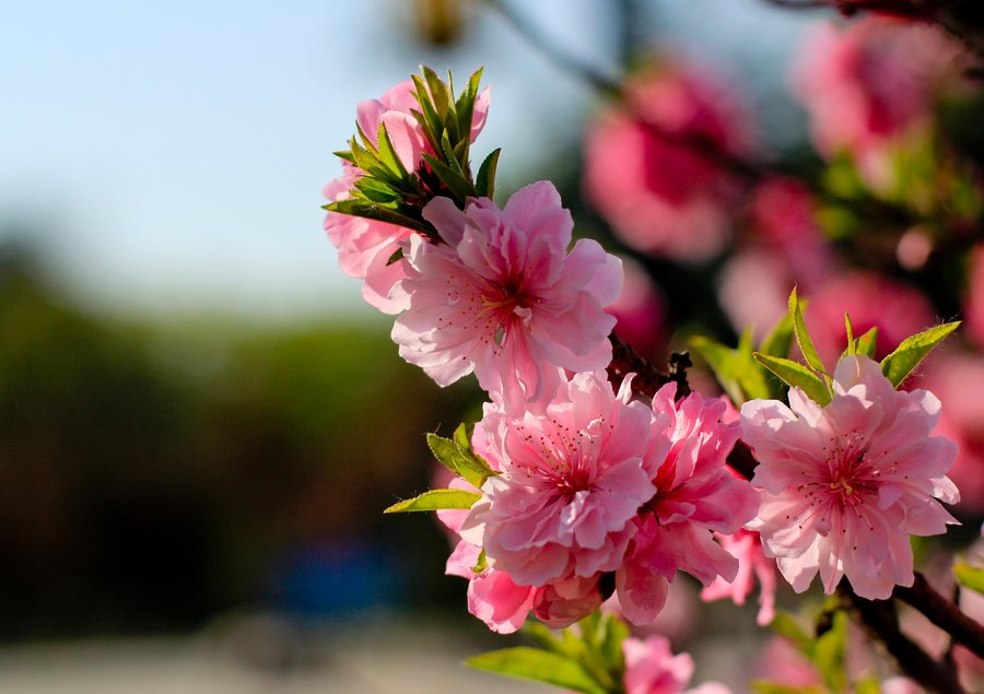 公园踏青拍花
