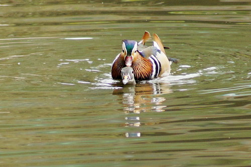 禽类·广州动物园_松下其他型号相机论坛