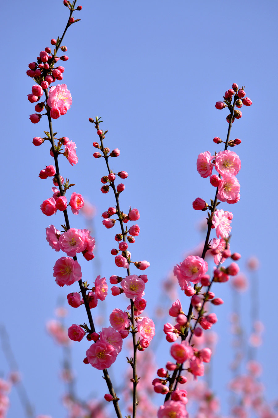 小桃红
