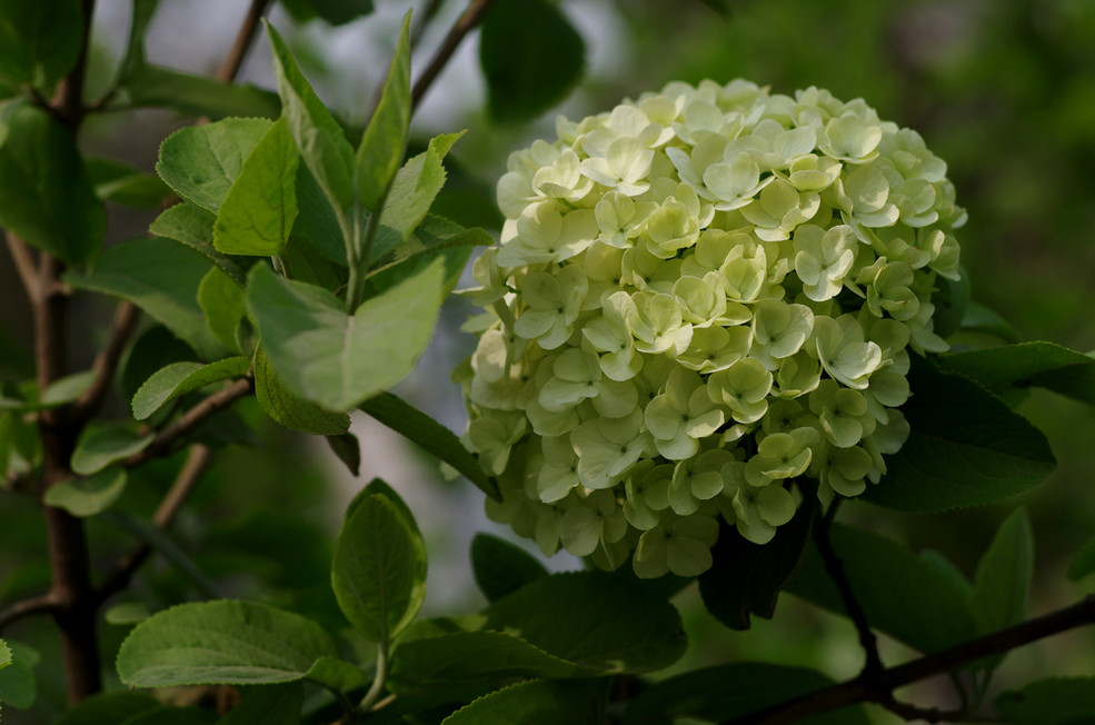 木绣球_松下其他型号相机论坛