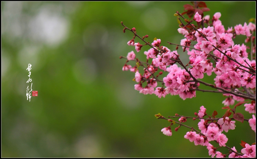 繁花似锦