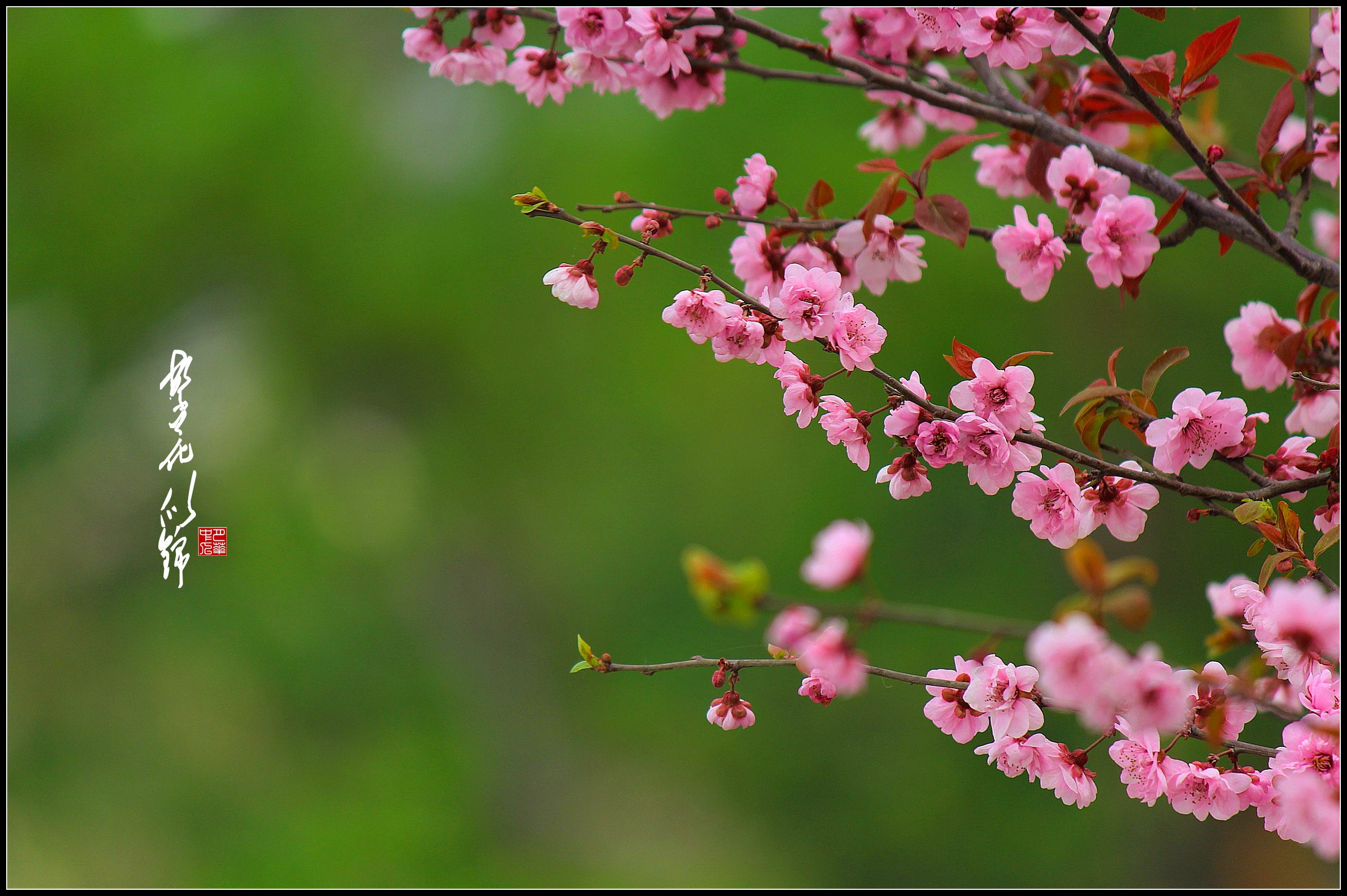 繁花似锦