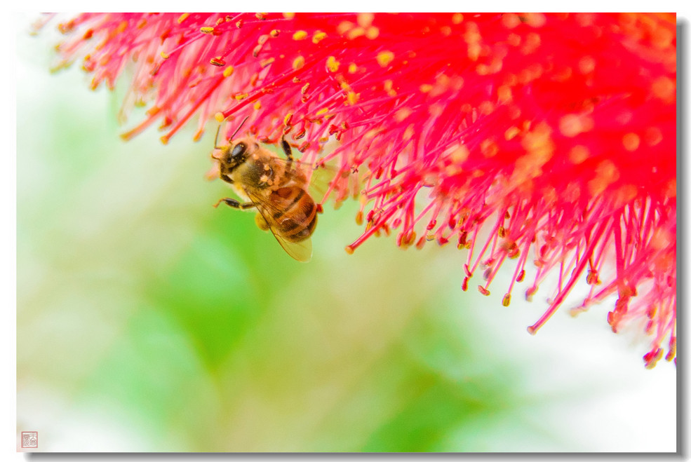 【蜜蜂】--D610的高感表现_尼康D600论坛_太