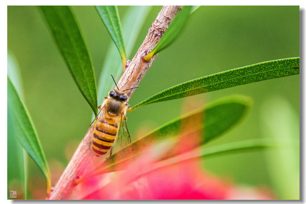 【蜜蜂】--D610的高感表现_尼康D600论坛_太