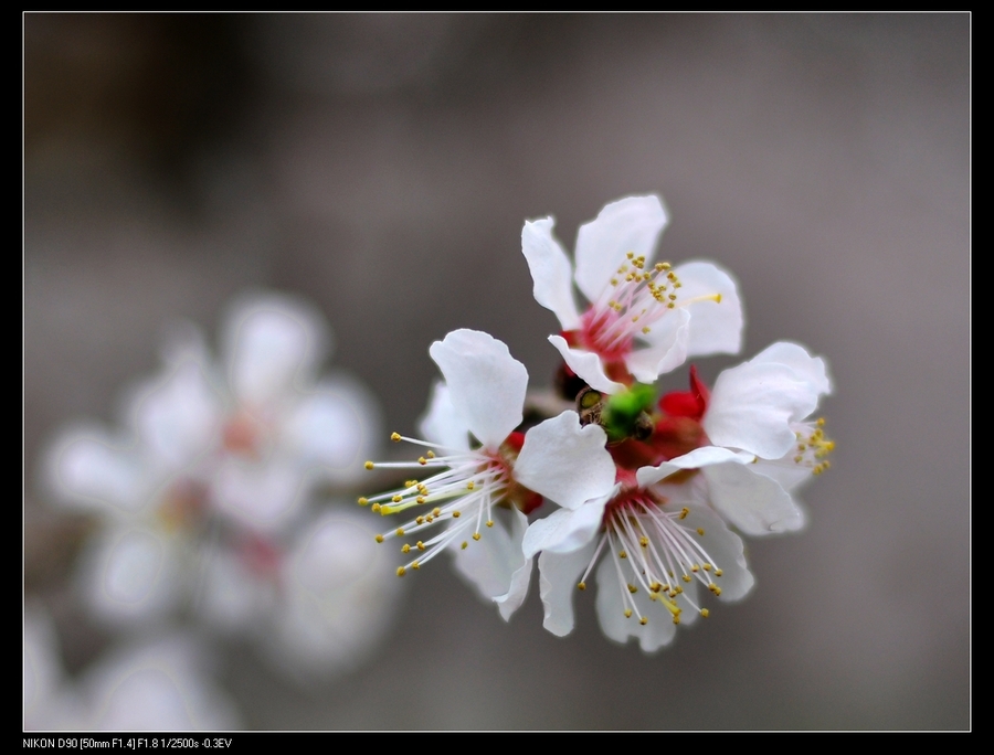 【喀什的巴达木花和杏花摄影图片】生态摄影