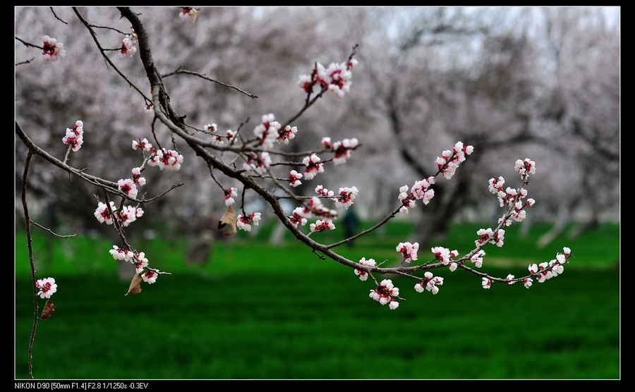 【喀什的巴达木花和杏花摄影图片】生态摄影