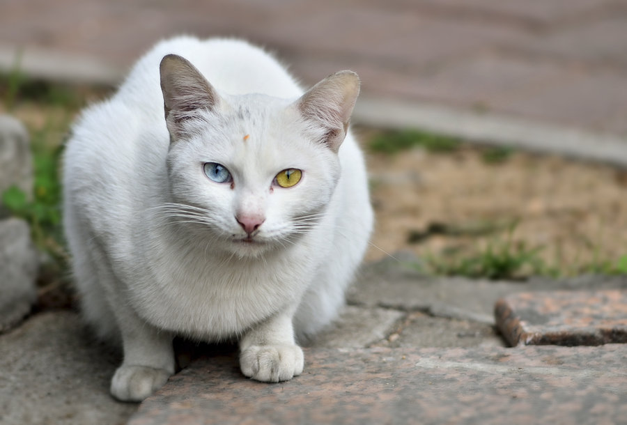 双色眼睛的猫猫