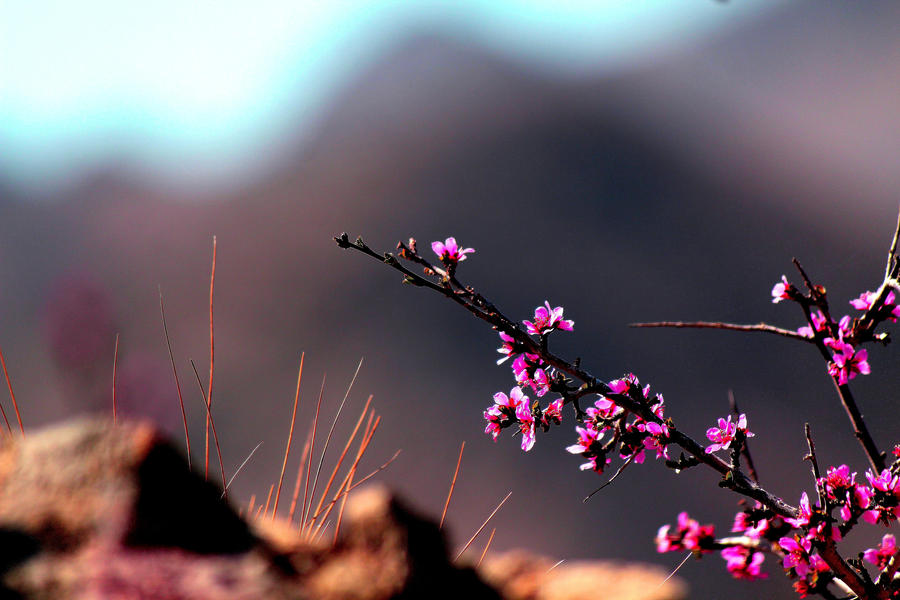 花开花落明长城