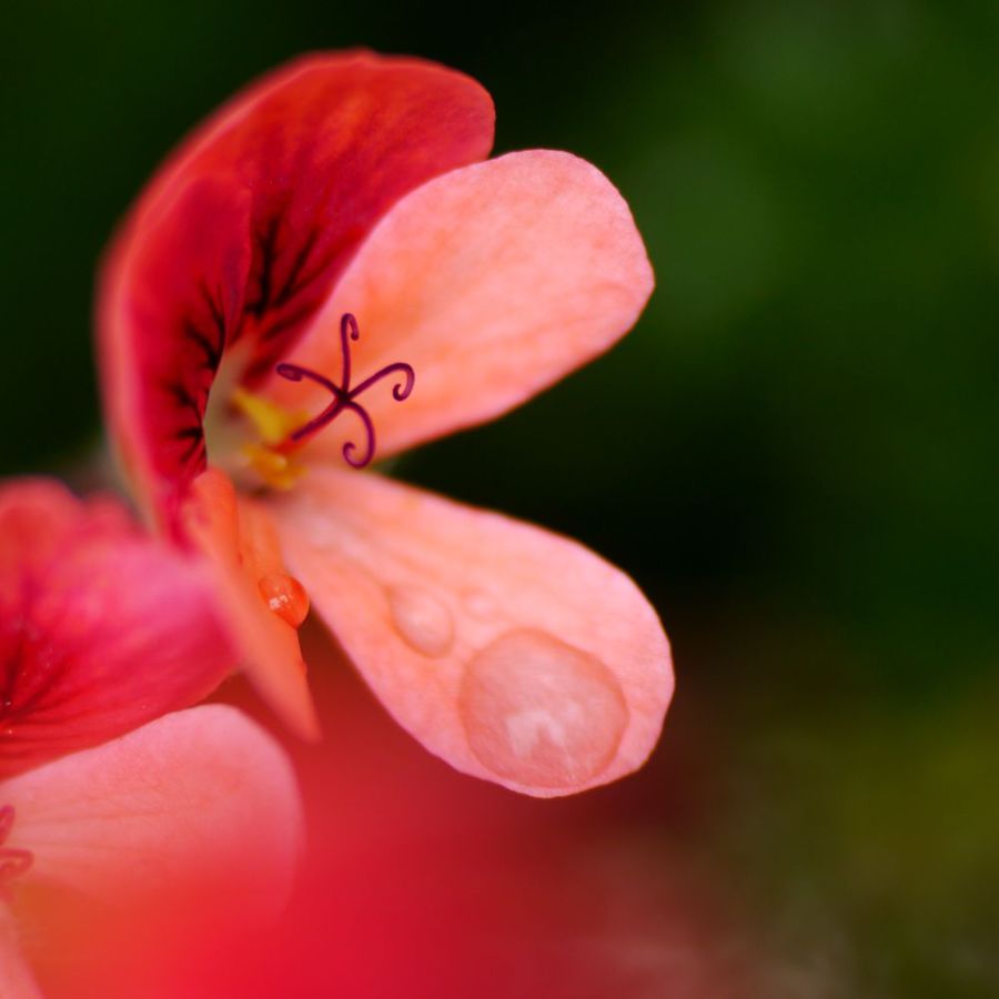 一花一世界
