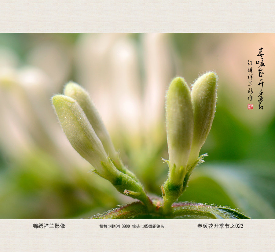 【春暖花开季节之21-27摄影图片】生态摄影