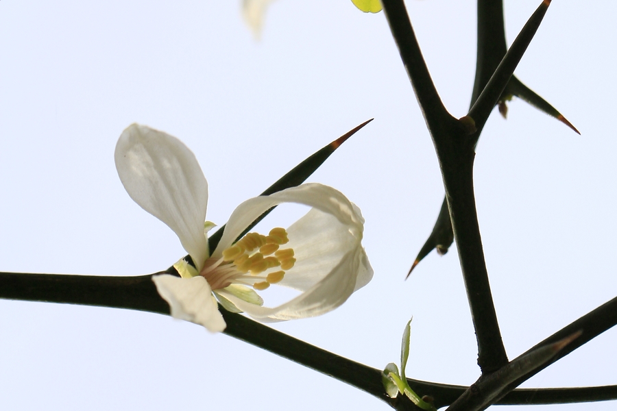 【紫竹院专题--【枳花】摄影图片】生态摄影