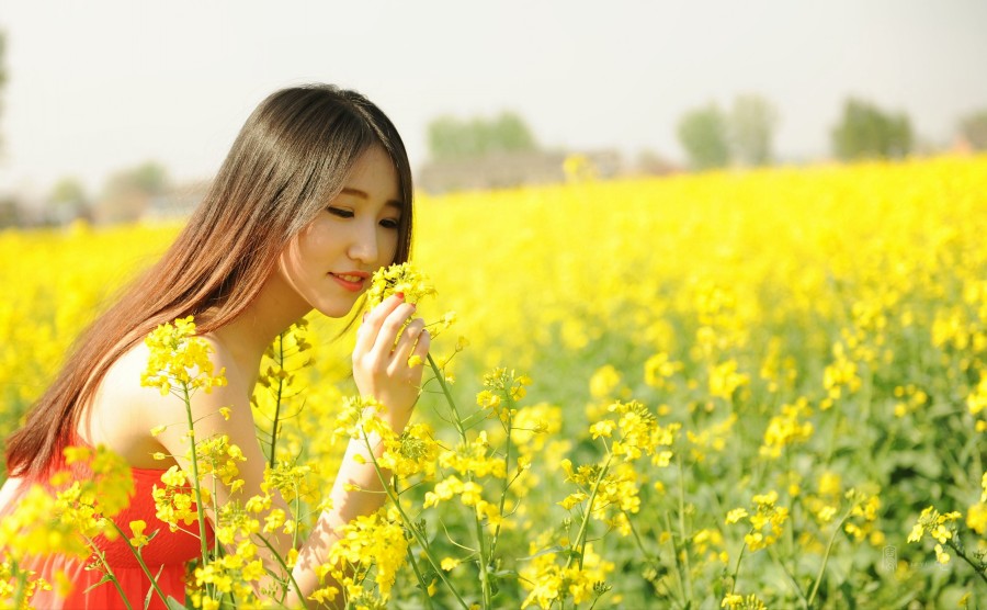 油菜花女孩