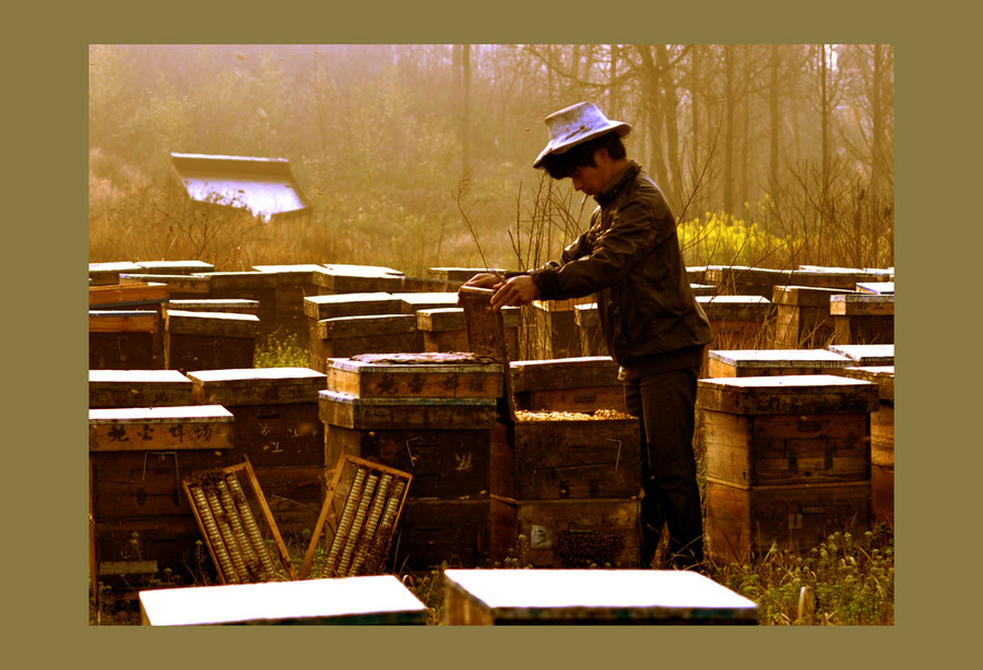 【养蜂人之一摄影图片】纪实摄影_太平洋电脑网摄影部落