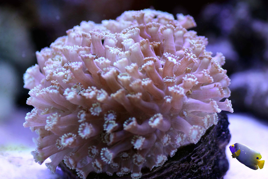 【--绚丽的海底世界--珊瑚--鱼--摄影图片】生态