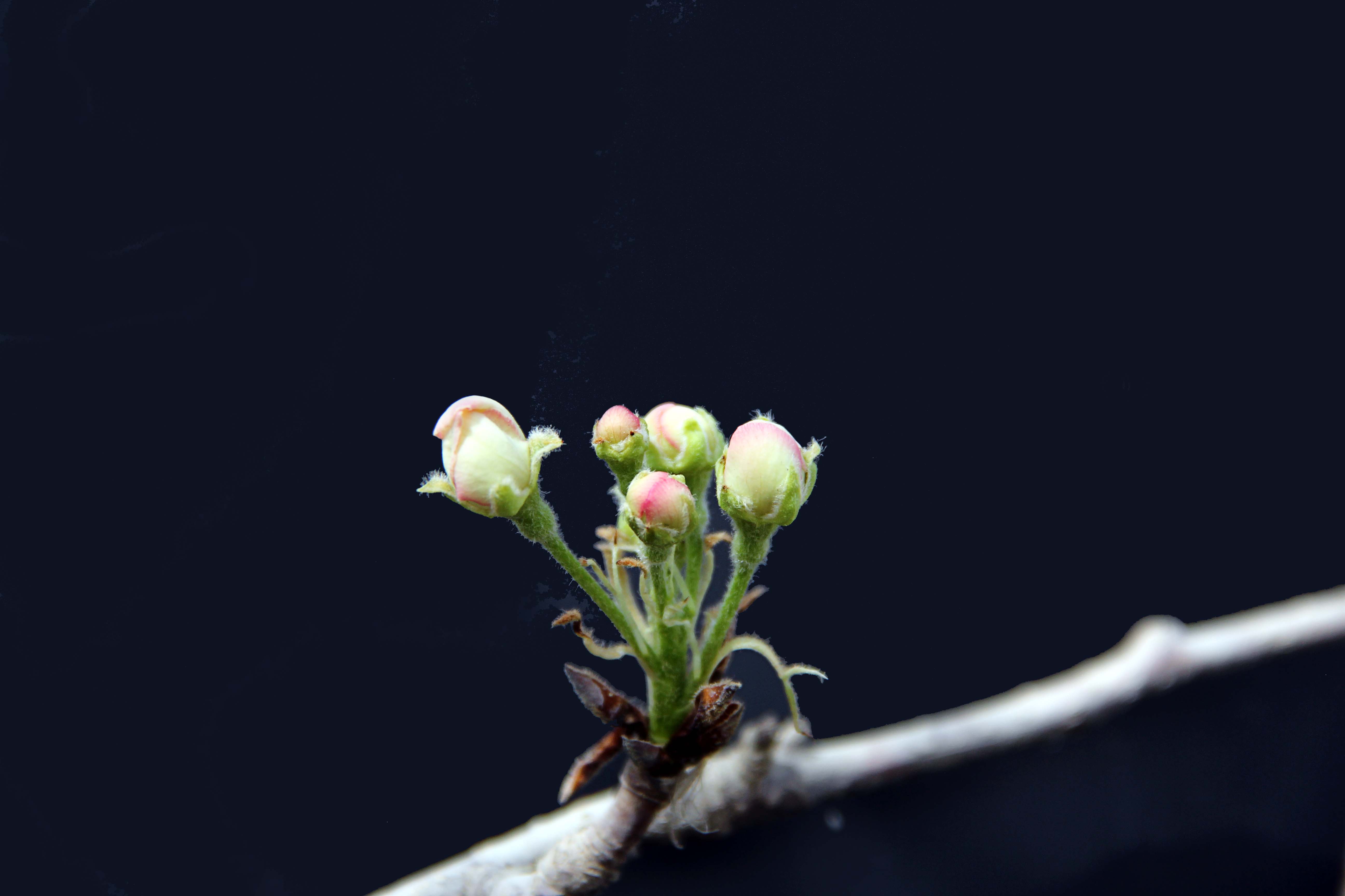 花满天