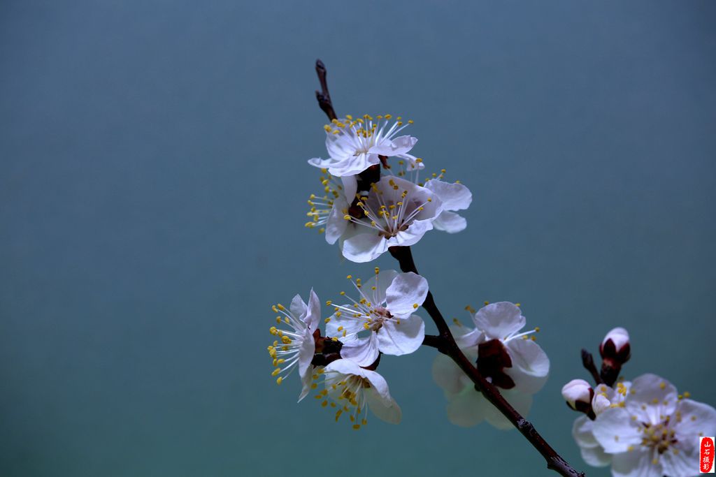 山杏花,北方春天的使者