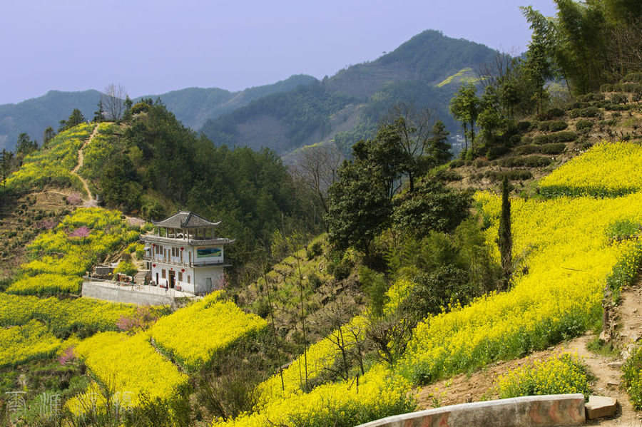 石潭油菜花风景区随拍