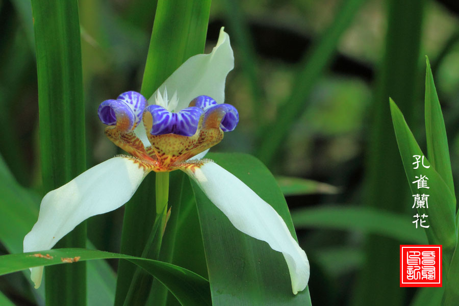 孔雀兰花