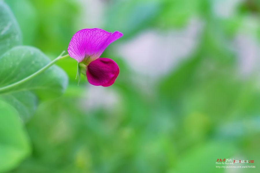 【K10D拍的几张豌豆花、琉璃繁缕小花摄影图