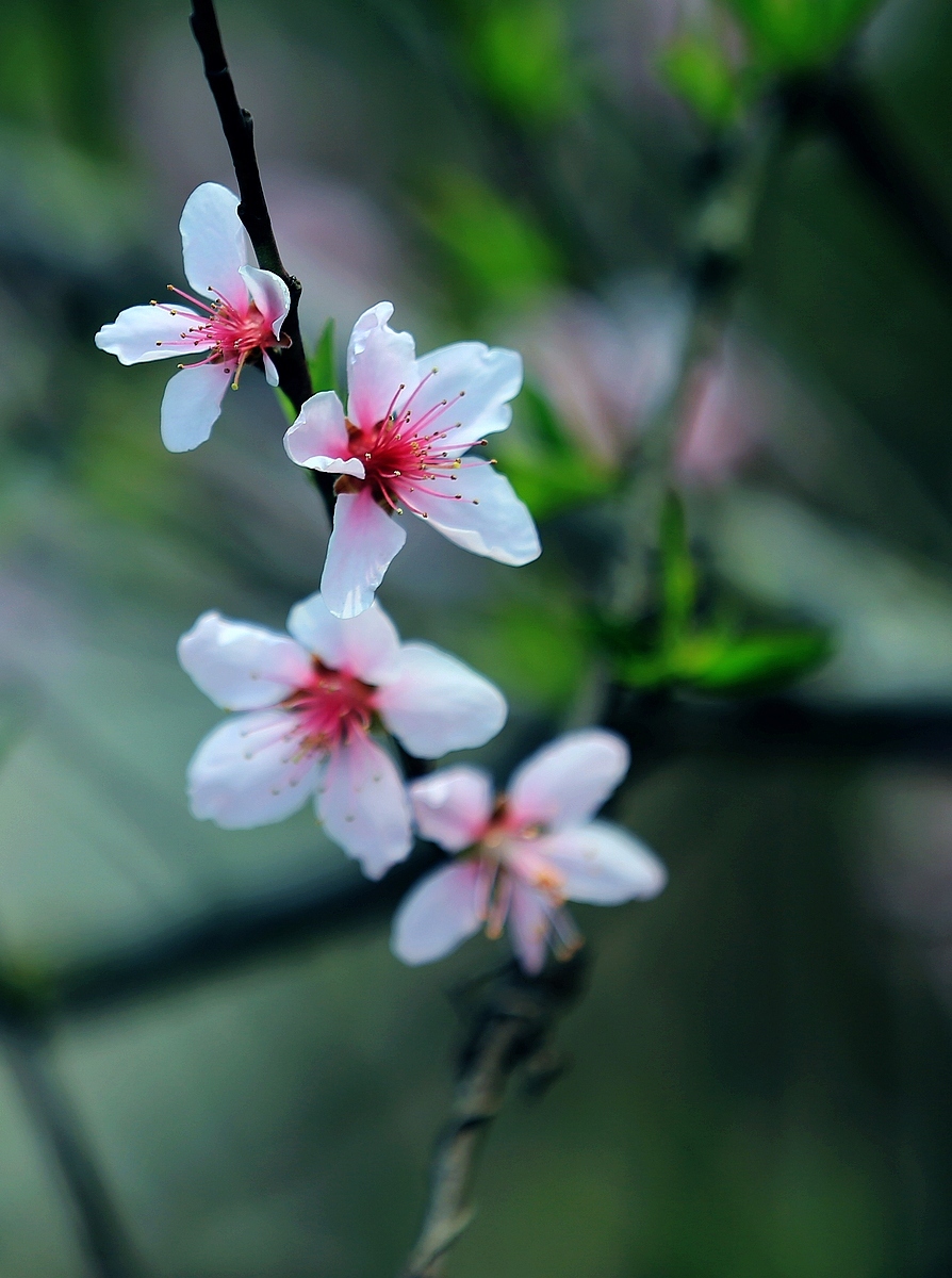 几朵桃花2