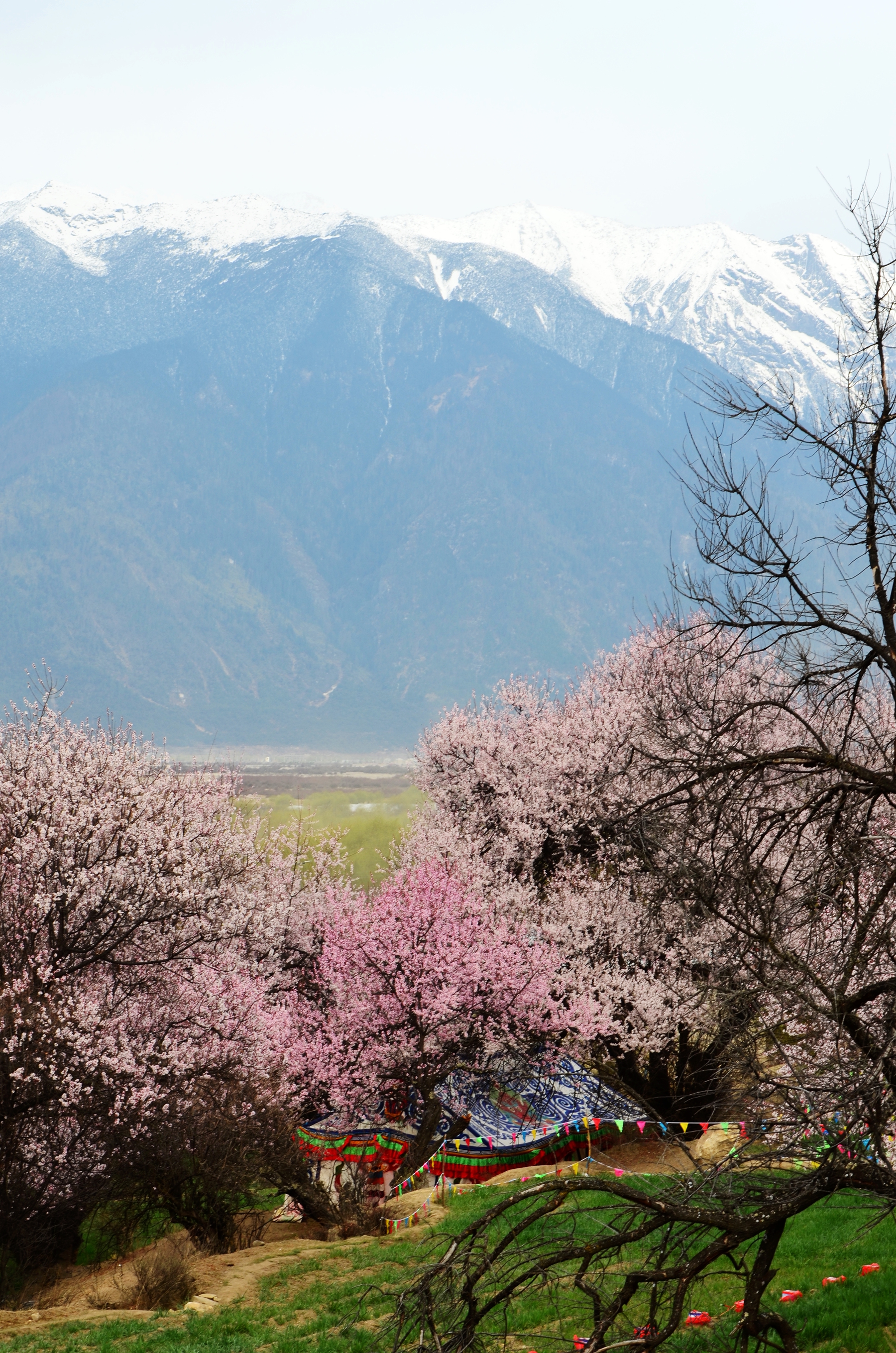 林芝桃花节美景-拍摄于嘎啦村