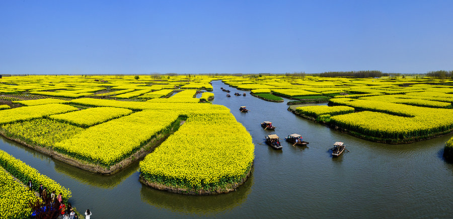 千垛万亩油菜花全景图